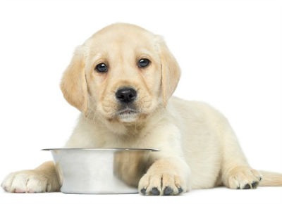 comida húmeda para perros
