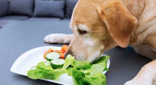 verduras-toxicas-para-perros