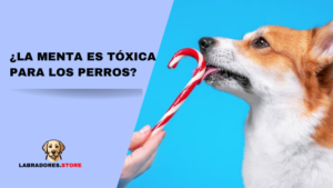 ¿La menta es tóxica para los perros?