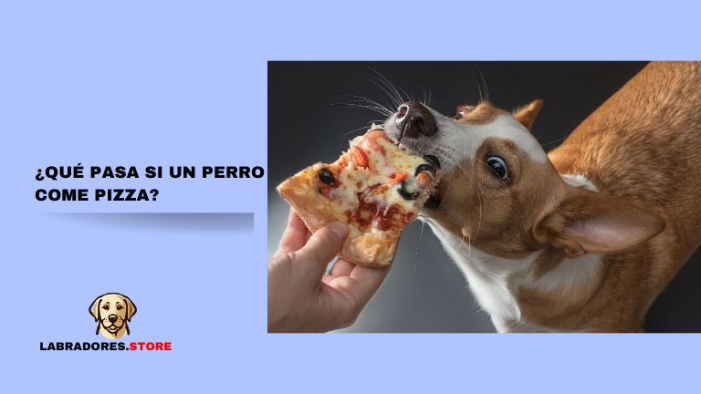 ¿Qué pasa si un perro come pizza?