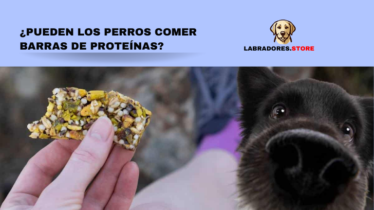 ¿Pueden los perros comer barras de proteínas?