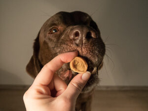 recetas de galletas para perros