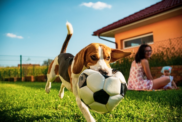 Beagle juega en el jardín con perro - perros pequeños