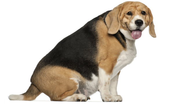 beagle grueso