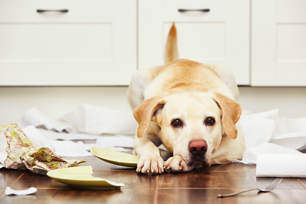 Los perros pueden volverse extremadamente destructivos cuando sufren de ansiedad por separación