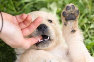 Cambiar los dientes en cachorros de forma fácil