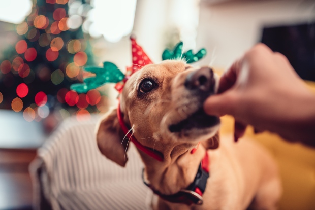Perro con gorro navideño recibe un tentempié - Feliz Navidad para perros