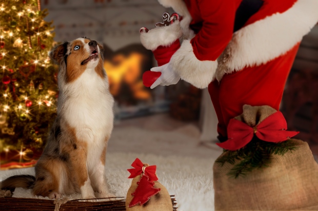 Perro mira a Santa Claus - Merry Dog Christmas