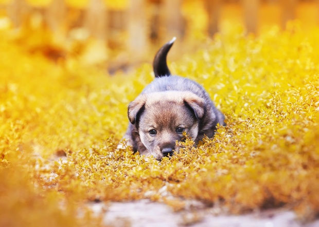 Perro joven agazapado en las hojas - interpretando correctamente el lenguaje corporal en los perros
