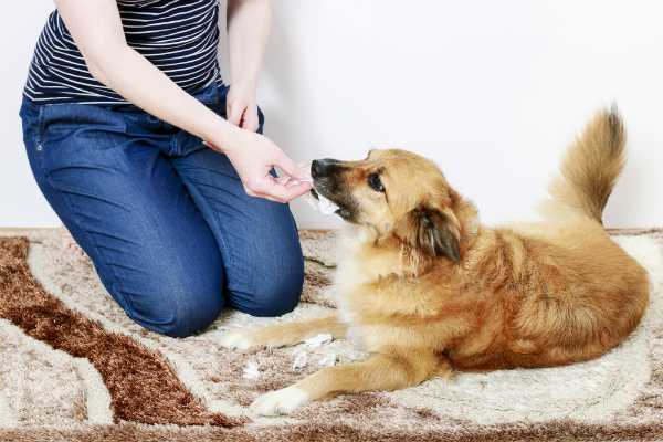 Las golosinas pueden ayudar a los perros mayores a superar la ansiedad por separación