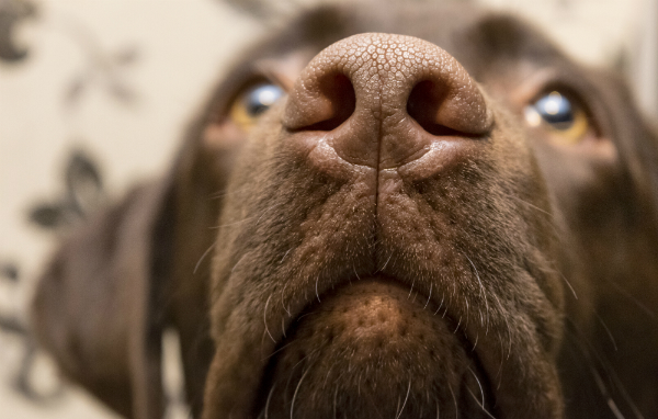 Los perros perciben su entorno principalmente a través de la nariz.