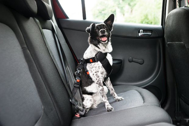 Perro en un arnés para perros: transportar un perro en un automóvil