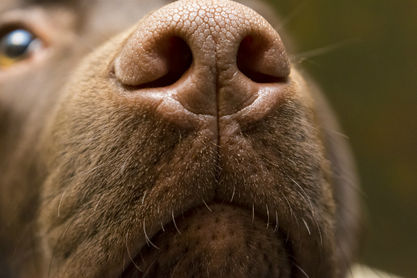 Los perros huelen hasta cien veces mejor que los humanos