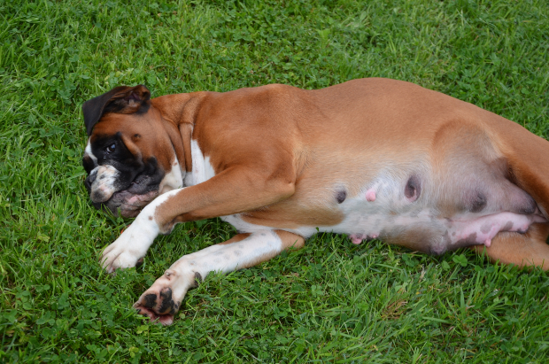 perra tendida de lado en la hierba - falso embarazo en perros