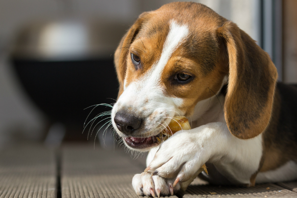 Los masticables y las golosinas son los regalos más populares para perros