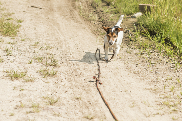 Pequeño Jack Russell Terrier en un cable de remolque