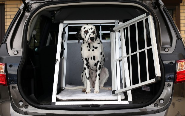 Perro en el maletero - cajas de transporte en el coche.