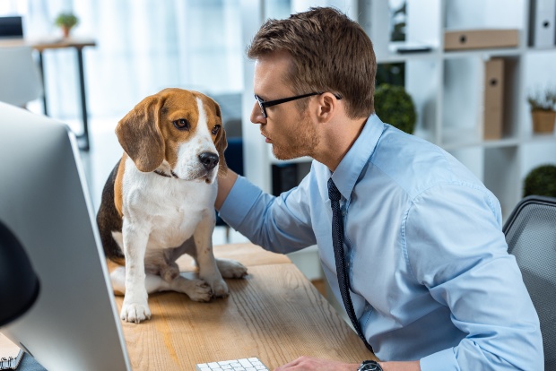 Joven con un perro en el trabajo: compartir perros como una opción para personas ocupadas