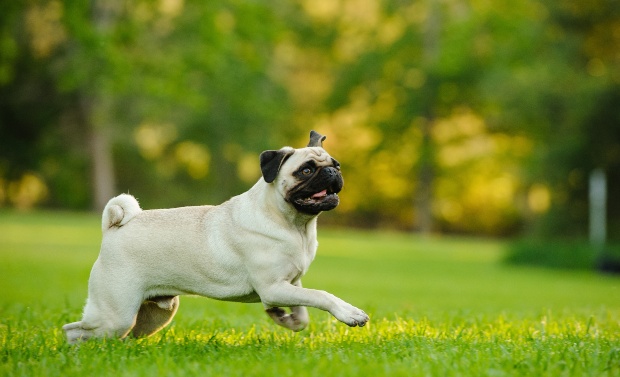 Pug corre en el parque: trotar con el perro solo si las condiciones son adecuadas