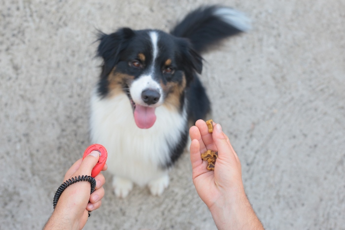 Consejos para el adiestramiento canino con golosinas masticables naturales