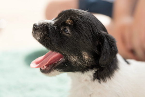 Cachorro Jack Russel Terrier de cuatro semanas