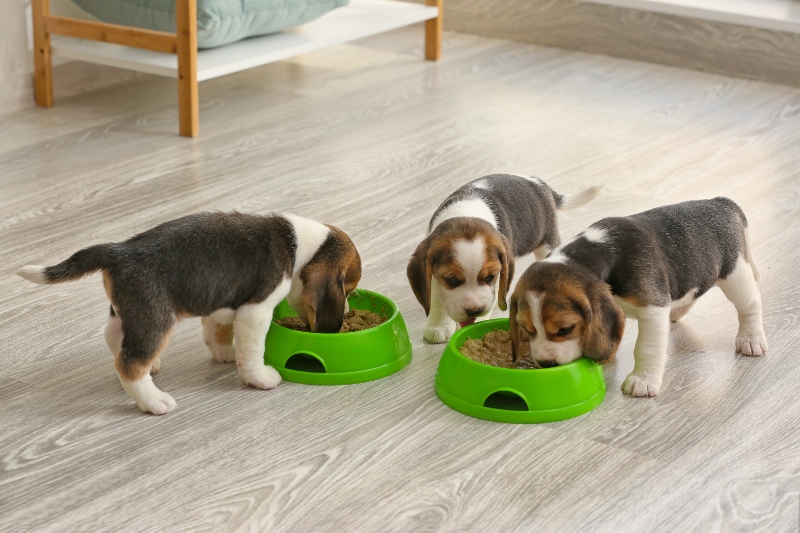 Lo que es importante en la nutrición del cachorro alimentación del cachorro