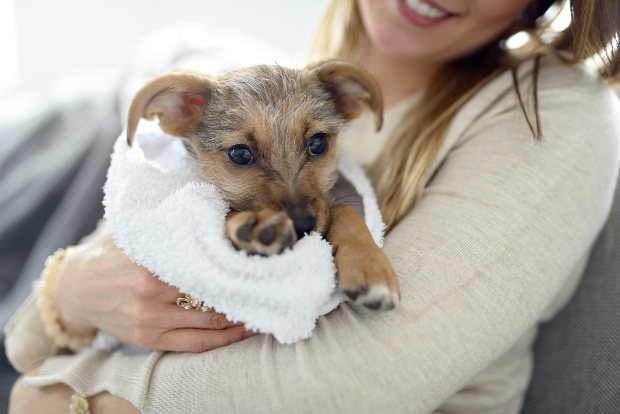 Mujer lleva perro joven en una toalla en sus brazos