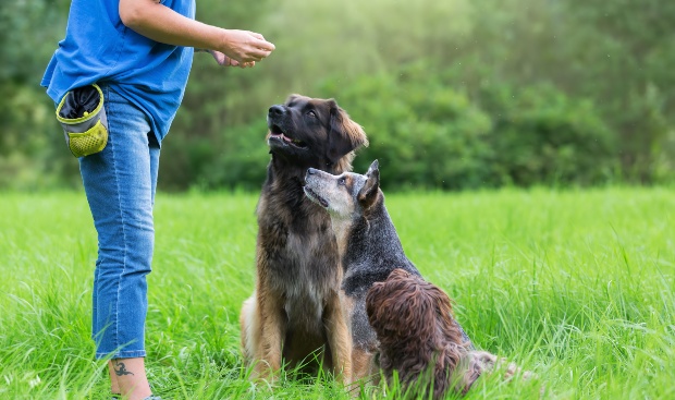 Entrenador de perros da golosinas a 2 perros - lenguaje corporal en perros