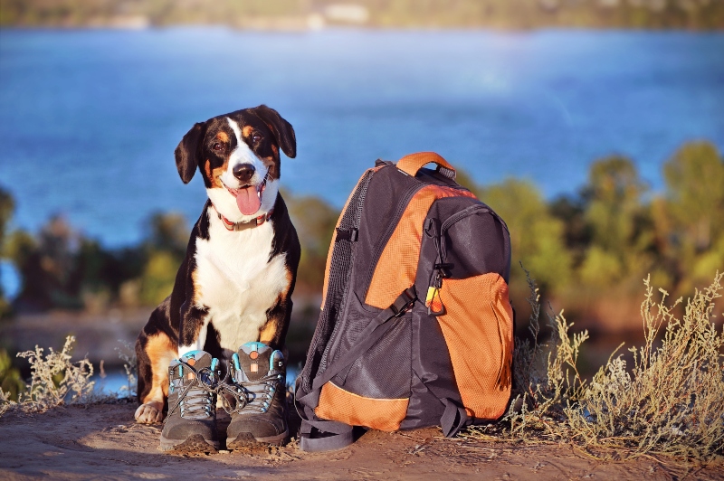 excursión con equipaje de perro