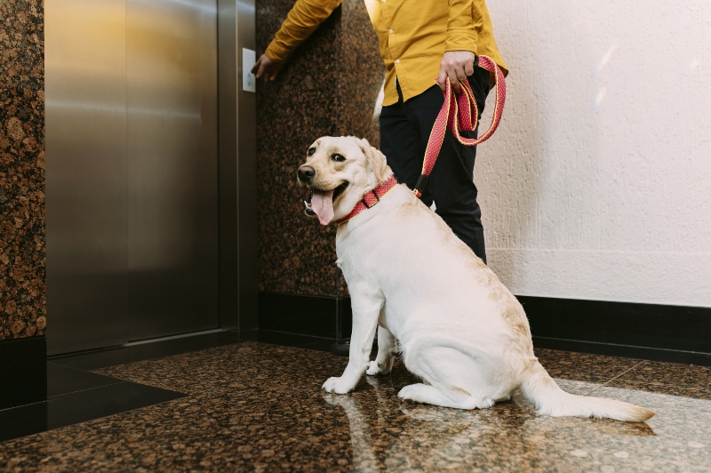 perro-casa-adosada-ascensor-ascensor