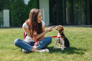 Perro Beagle I Masticable para perros