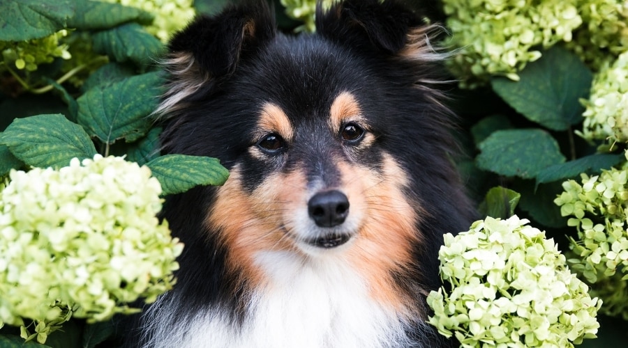 Perro negro tostado y blanco con flores verdes y blancas