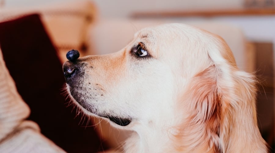 Adiestramiento de perros con fruta en la nariz