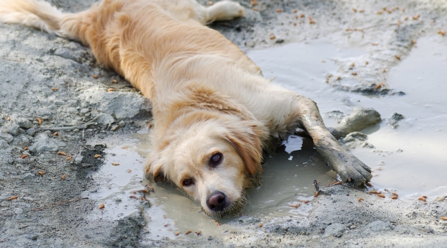 Golden Dog tendido en tierra mojada