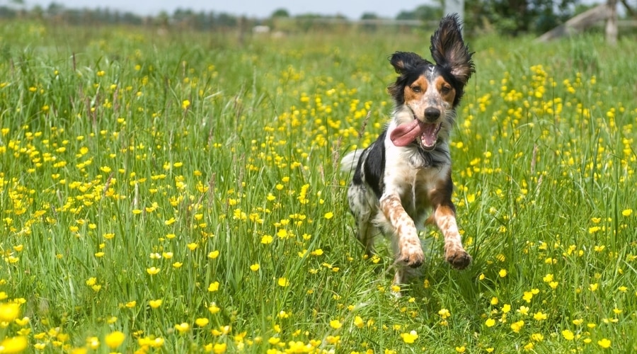 Perro feliz corriendo por el campo de ranúnculos