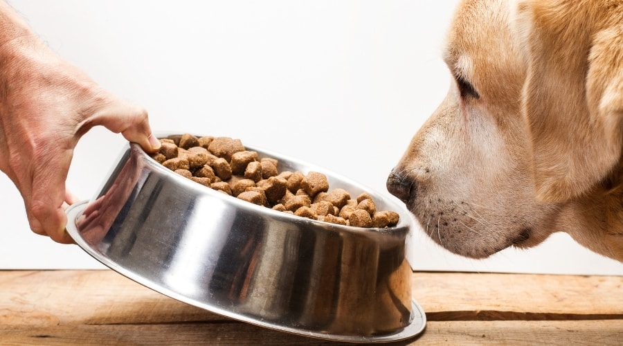 Mano humana dando perro un plato de comida para perros