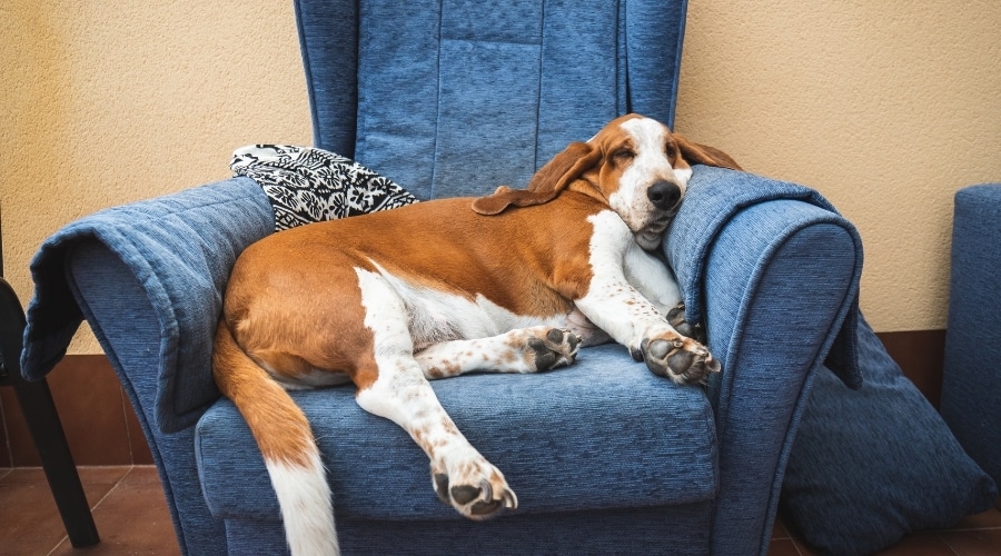 Basset Hound perezoso durmiendo en una silla