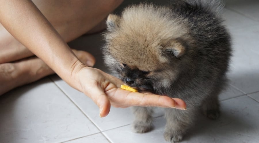 Perro Pomerania comiendo trozo de fruta