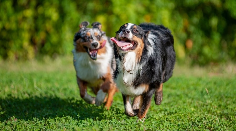 Dos perros corriendo con la lengua afuera