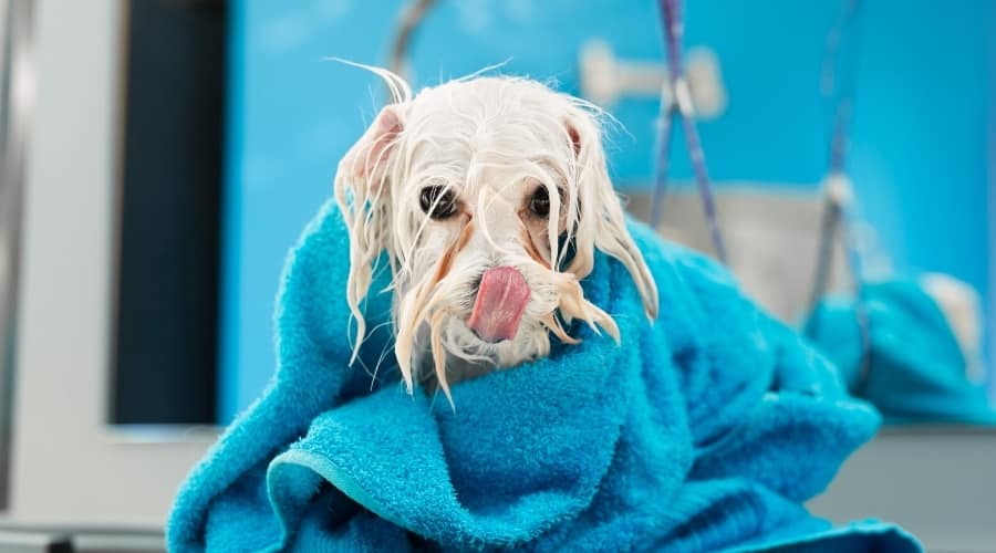 Perro mojado envuelto en una toalla