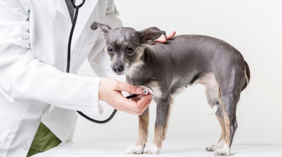 Perro pequeño siendo revisado en el veterinario