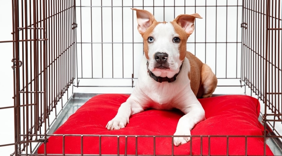 Canino adulto seguro en jaula para perros
