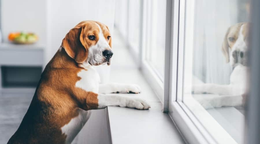 Beagle mirando por una ventana