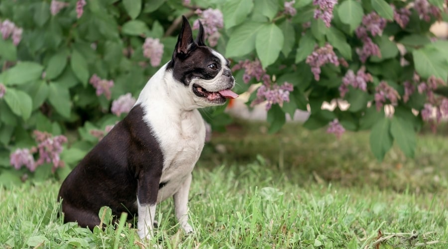 Boston Terrier posando frente a flores moradas