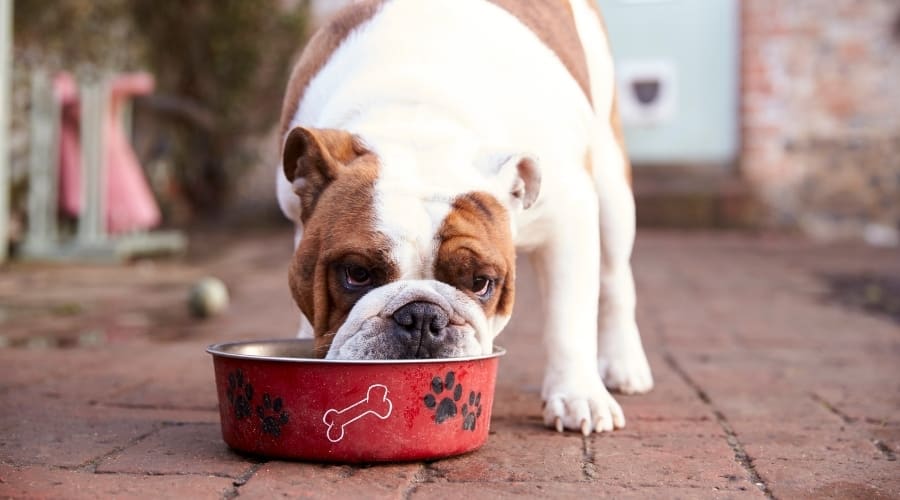 Bulldog comiendo de Red Dog Bowl