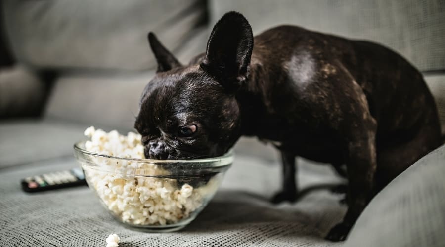 ¿Pueden los perros comer palomitas de maíz?