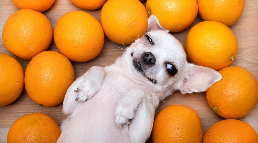 Chihuahua tendido entre frutas cítricas