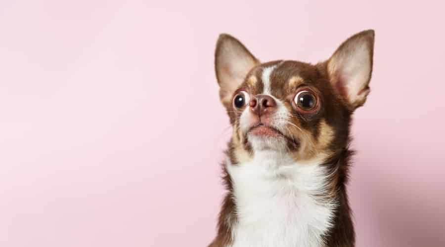 Chihuahua con expresión de sorpresa