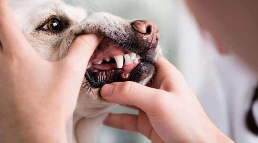 Inspeccionar los dientes de un perro