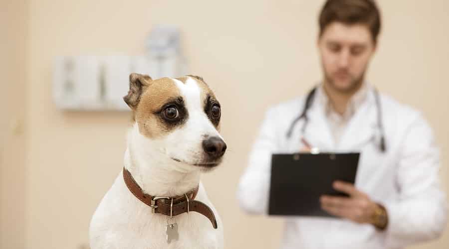 Causas médicas de los caninos que comen caca